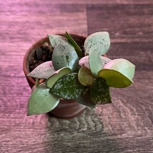 [SOLD] Hoya Krohniana Super Silver - E